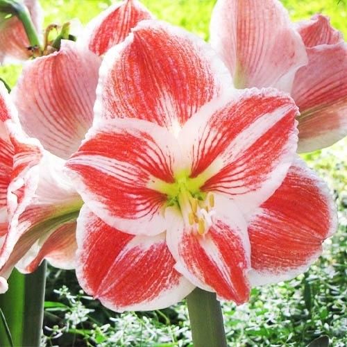 Amaryllis (Hippeastrum) Carnival Amarylia