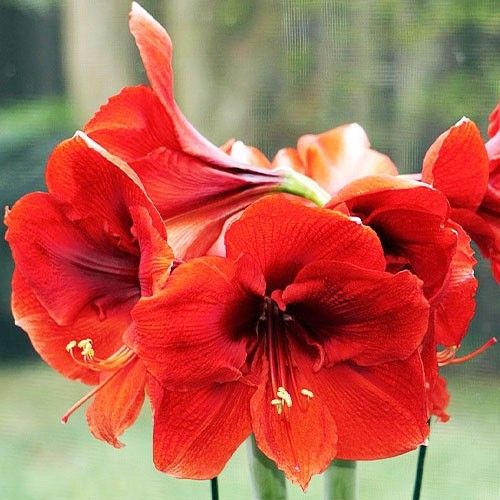 Amaryllis (Hippeastrum) Cayenne Amarylia