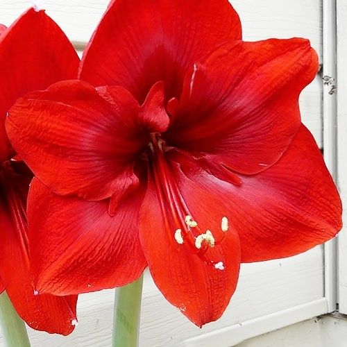 Amaryllis (Hippeastrum) Cayenne Amarylia