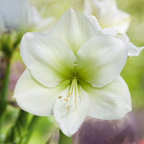 Amaryllis (Hippeastrum) Challenger Amarylia