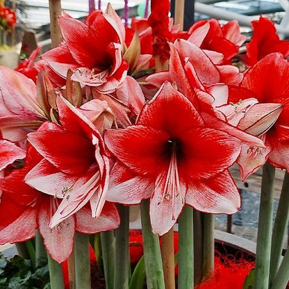 Amaryllis (Hippeastrum) Charisma Amarylia