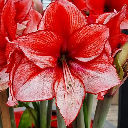 Amaryllis (Hippeastrum) Charisma Amarylia