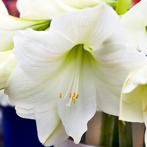 Amaryllis (Hippeastrum) Christmas Gift Amarylia