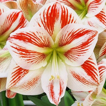 Amaryllis (Hippeastrum) Clown Amarylia