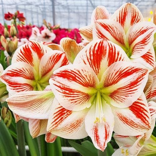 Amaryllis (Hippeastrum) Clown Amarylia