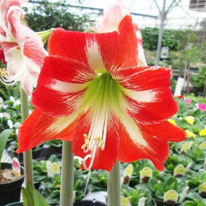 Amaryllis (Hippeastrum) Cocktail Amarylia