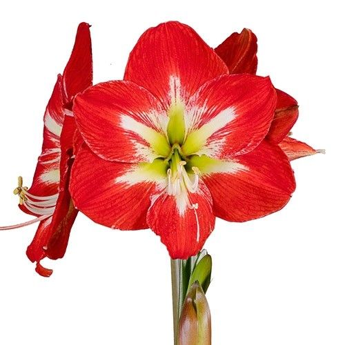 Amaryllis (Hippeastrum) Cocktail Amarylia