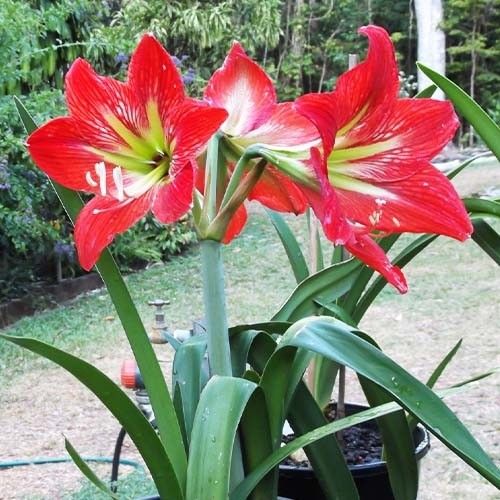 Amaryllis (Hippeastrum) Cocktail Amarylia