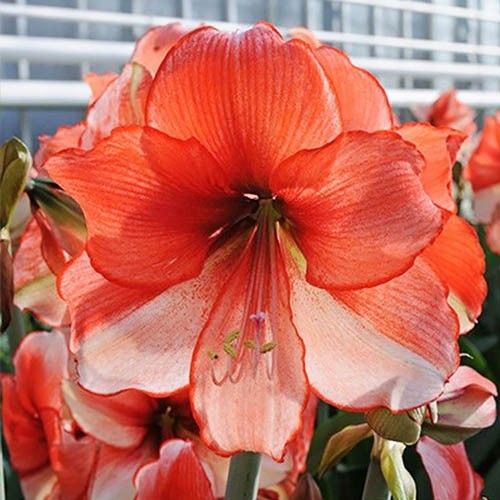 Amaryllis (Hippeastrum) Coral Beach Amarylia