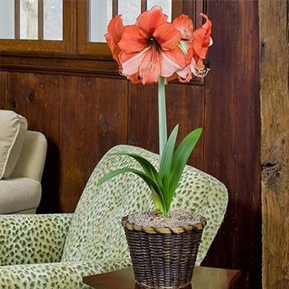 Amaryllis (Hippeastrum) Coral Beach Amarylia