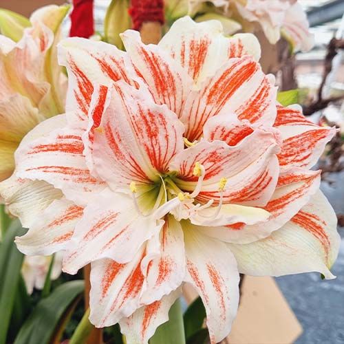 Amaryllis (Hippeastrum) Dancing Queen Amarylia