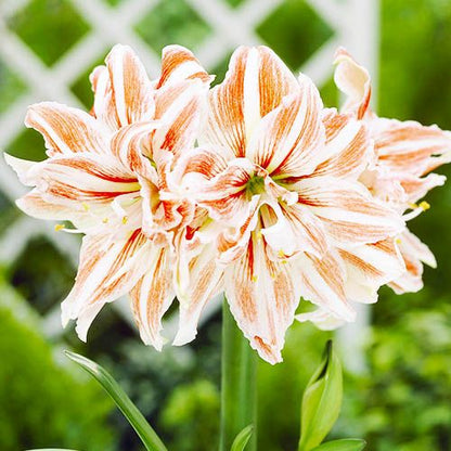 Amaryllis (Hippeastrum) Dancing Queen Amarylia