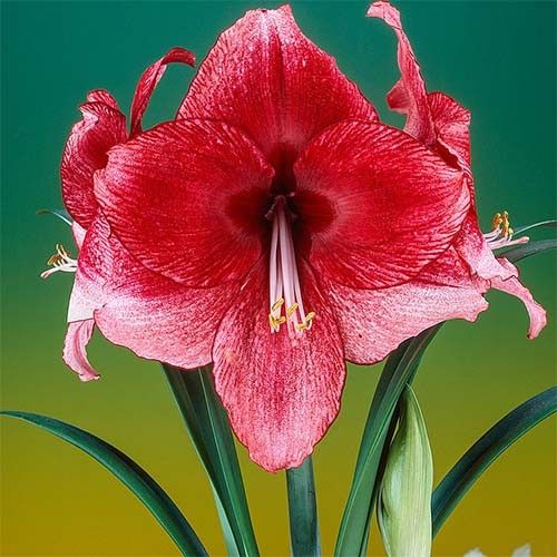 Amaryllis (Hippeastrum) Daphne Amarylia