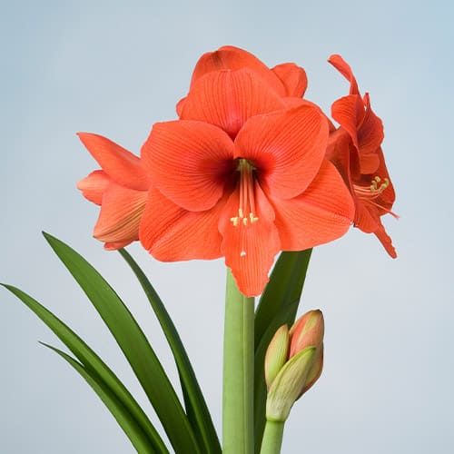 Amaryllis (Hippeastrum) Desire Amarylia