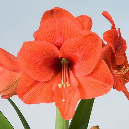 Amaryllis (Hippeastrum) Desire Amarylia