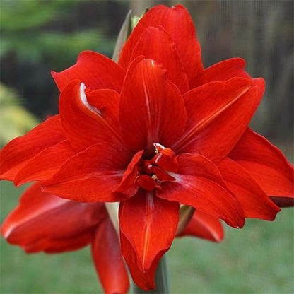 Amaryllis (Hippeastrum) Double Circus Amarylia