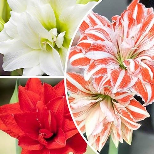 Amaryllis (Hippeastrum) Double Collection Amarylia