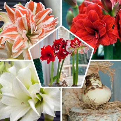 Amaryllis (Hippeastrum) Double Collection Amarylia