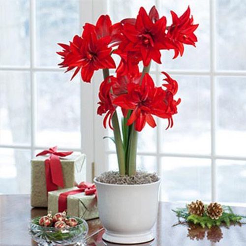 Amaryllis (Hippeastrum) Double Delicious Amarylia