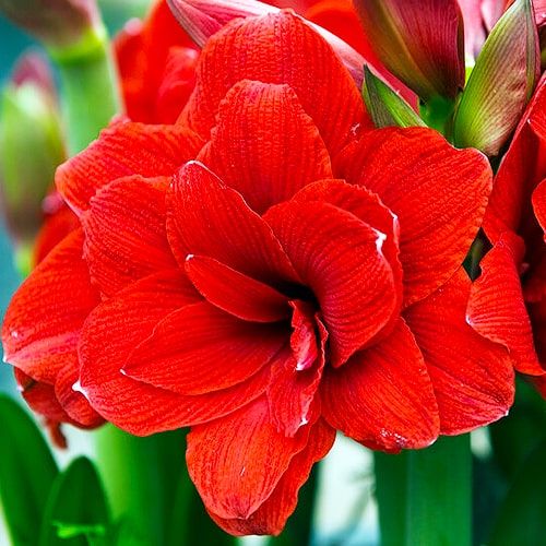 Amaryllis (Hippeastrum) Double Dragon Amarylia