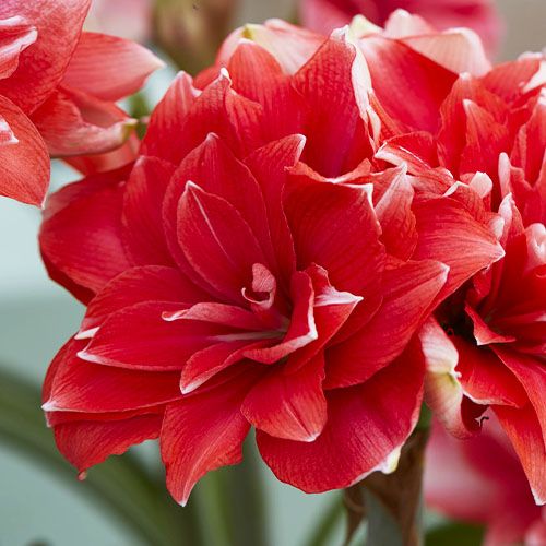 Amaryllis (Hippeastrum) Double Dream Amarylia