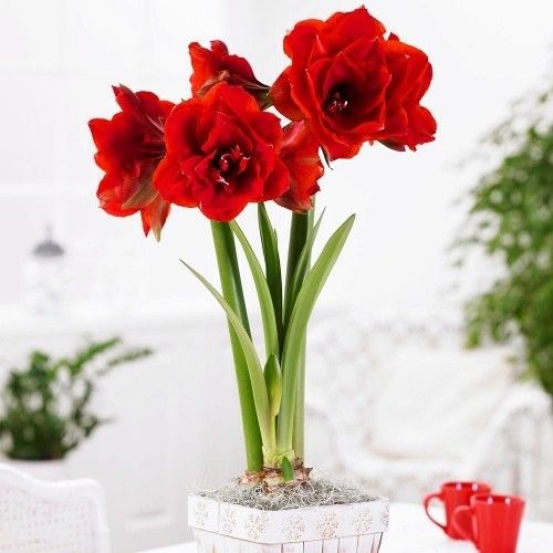 Amaryllis (Hippeastrum) Double King Amarylia