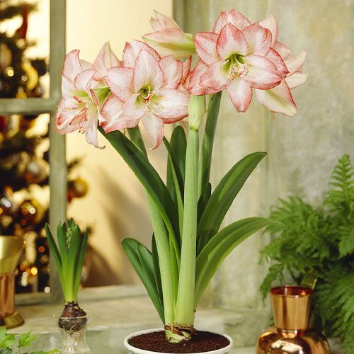 Amaryllis (Hippeastrum) Double Record Amarylia