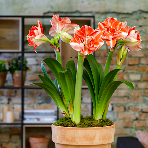 Amaryllis (Hippeastrum) Double Shine Amarylia