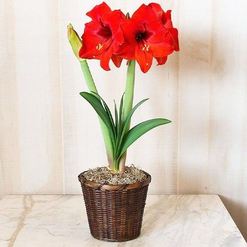 Amaryllis (Hippeastrum) Double Six Amarylia