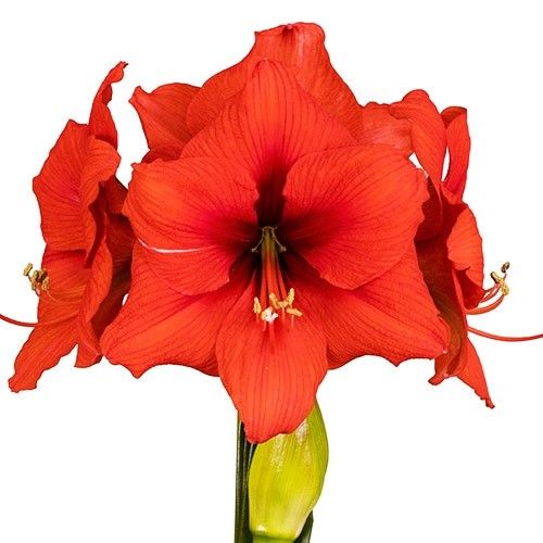 Amaryllis (Hippeastrum) Double Six Amarylia