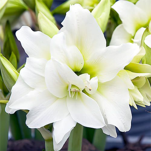 Amaryllis (Hippeastrum) Double White Amarylia