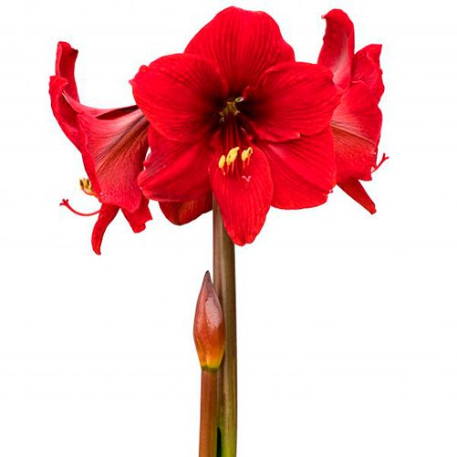 Amaryllis/Hippeastrum Dynamite Amarylia