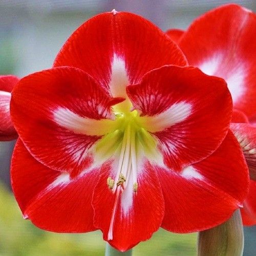 Amaryllis (Hippeastrum) Dynasty Amarylia