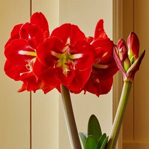 Amaryllis (Hippeastrum) Dynasty Amarylia