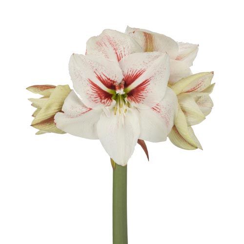 Amaryllis (Hippeastrum) Elsa Amarylia