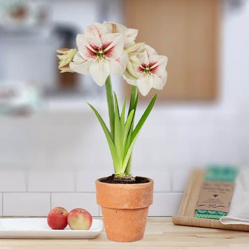 Amaryllis (Hippeastrum) Elsa Amarylia