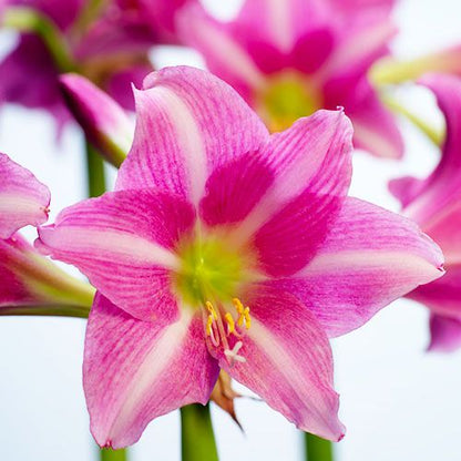 Amaryllis (Hippeastrum) Estella Amarylia