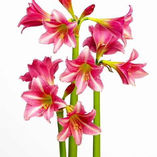 Amaryllis (Hippeastrum) Estella Amarylia