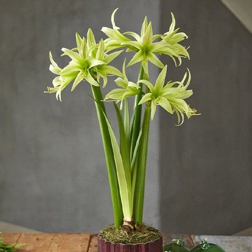 Amaryllis (Hippeastrum) Evergreen Amarylia