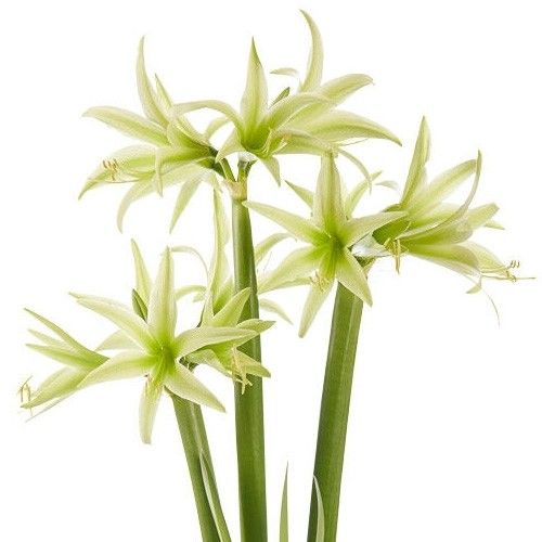 Amaryllis (Hippeastrum) Evergreen Amarylia