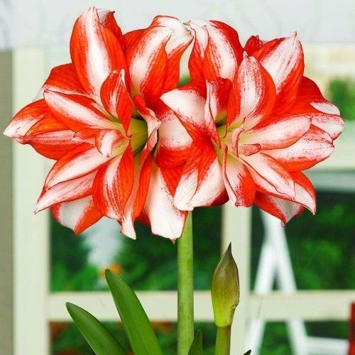 Amaryllis (Hippeastrum) Exotic Peacock Amarylia