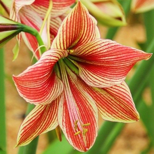 Amaryllis (Hippeastrum) Exotic Star Amarylia