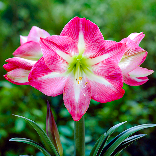 Amaryllis (Hippeastrum) Exposure Amarylia