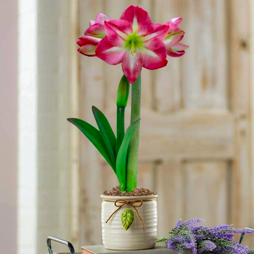 Amaryllis (Hippeastrum) Exposure Amarylia