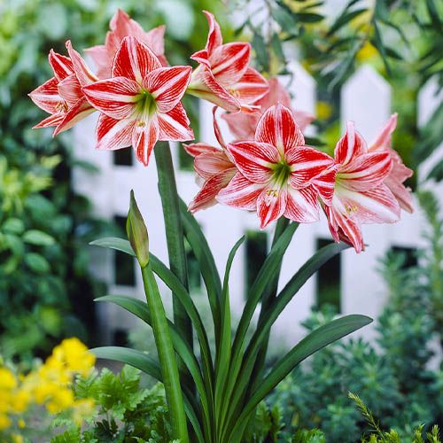 Amaryllis (Hippeastrum) Fairytale Amarylia