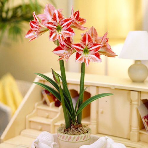 Amaryllis (Hippeastrum) Fairytale Amarylia