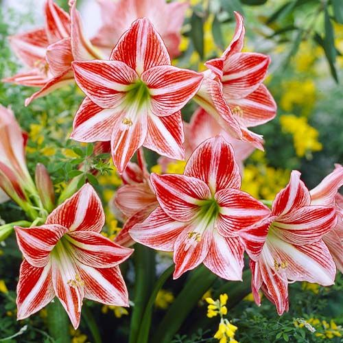 Amaryllis (Hippeastrum) Fairytale Amarylia