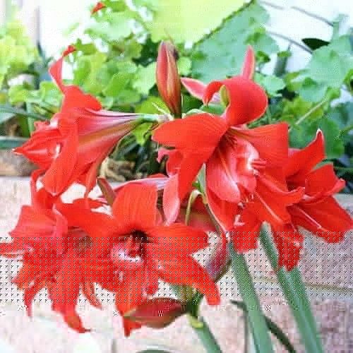 Amaryllis (Hippeastrum) Fanfare Amarylia