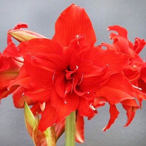 Amaryllis (Hippeastrum) Fanfare Amarylia