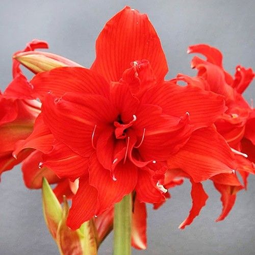 Amaryllis (Hippeastrum) Fanfare Amarylia